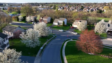 Person-walking-across-sidewalk,-crosswalk-in-American-neighborhood-in-spring