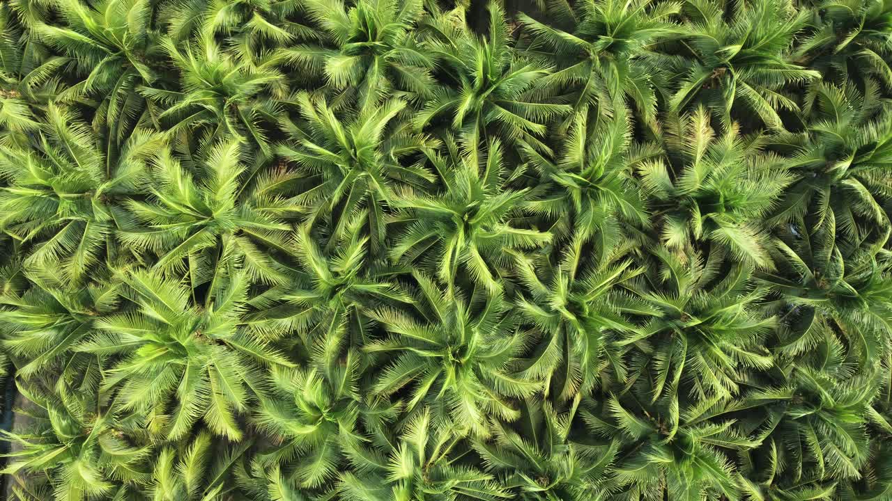 las copas de las palmeras son verdes y amarillas