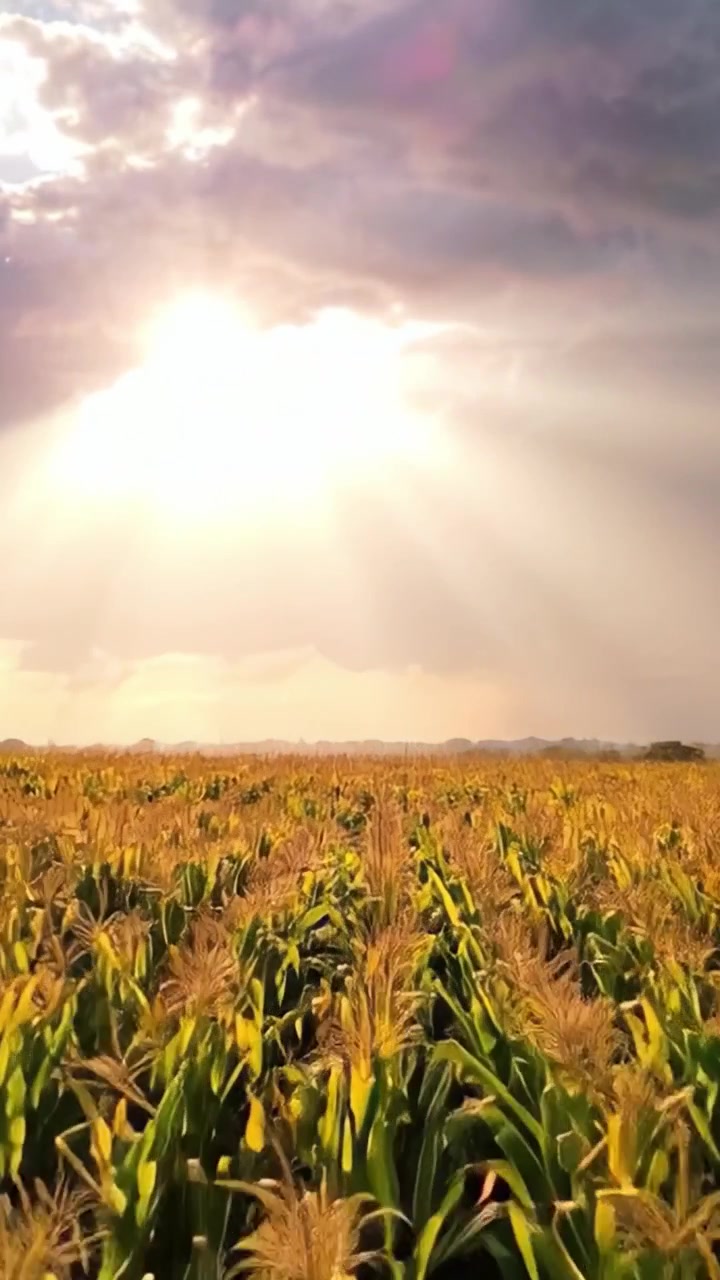A Golden Cornfield Beneath Dramatic Skies: Captivating Rays of Sunlight Illuminate Tall Crops in a Vibrant Landscape at Dusk