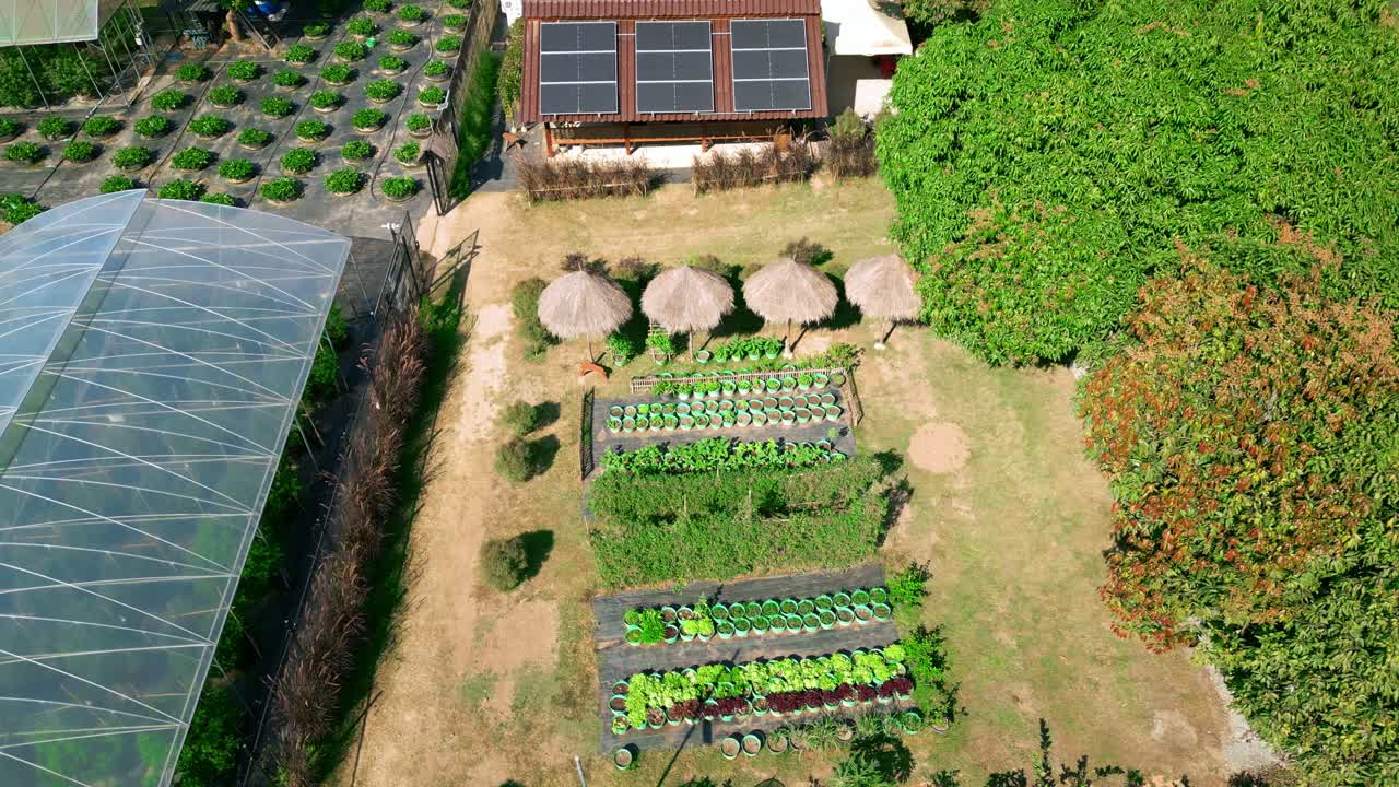 Luftoptagelser med drone af en jordbærplantage i Chiang Mai, Thailand, på en solskinsdag, der viser dyrkede marker, landbrug og landbrugsproduktion i det nordlige Thailand