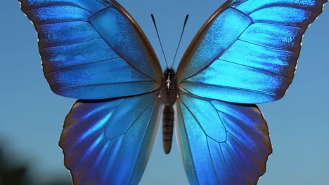 close-up of a blue morpho butterfly