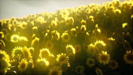 sunflower field on a warm summer evening