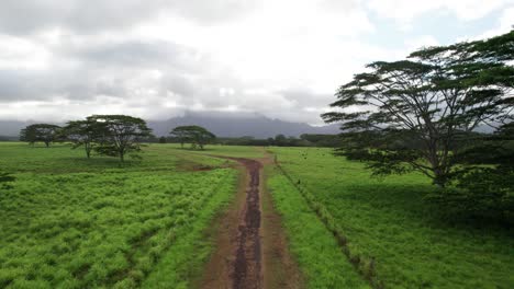 paisaje de la selva de kauai, hawai. imágenes de drones.