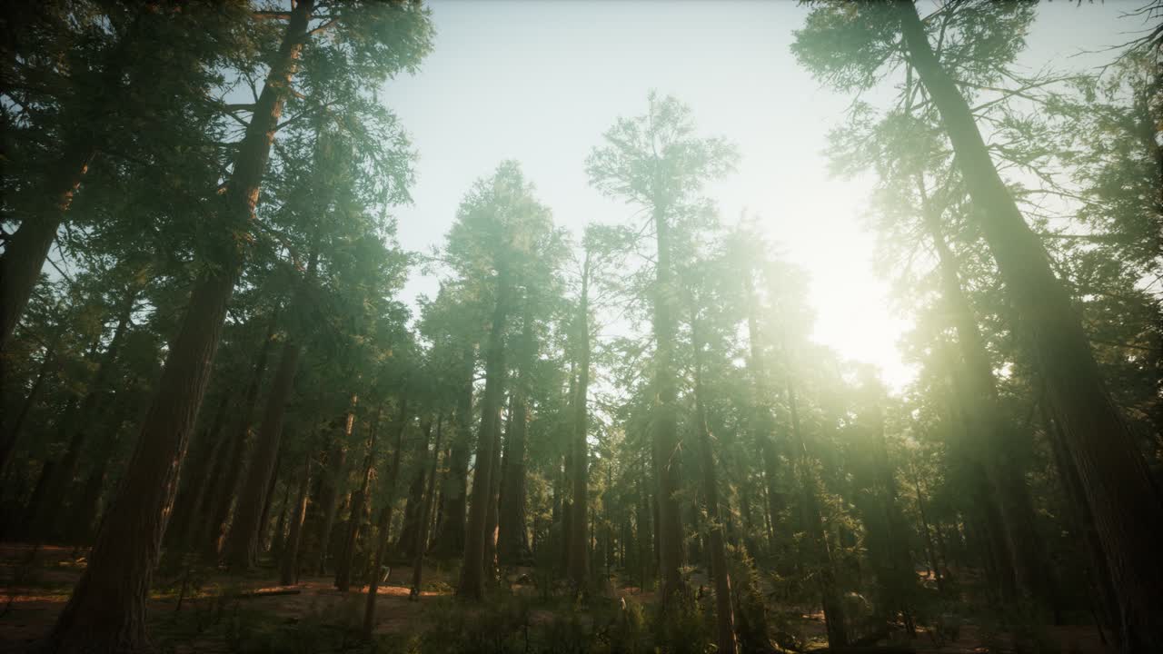 paisaje de puesta de sol brumosa del bosque de secuoya