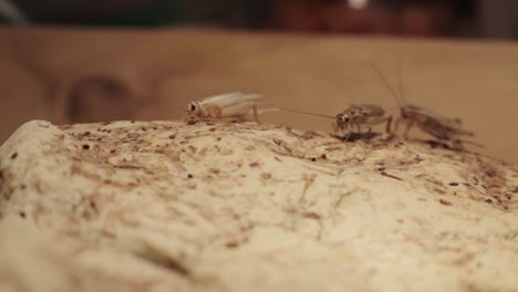 crickets moving along on a rock in a reptile enclosure