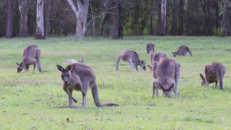 multiple kangaroos feeding and socializing in a grassy field