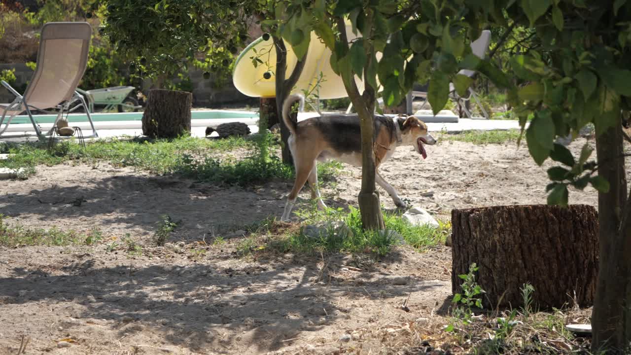 perro doméstico caminando durante el día soleado en un jardín trasero