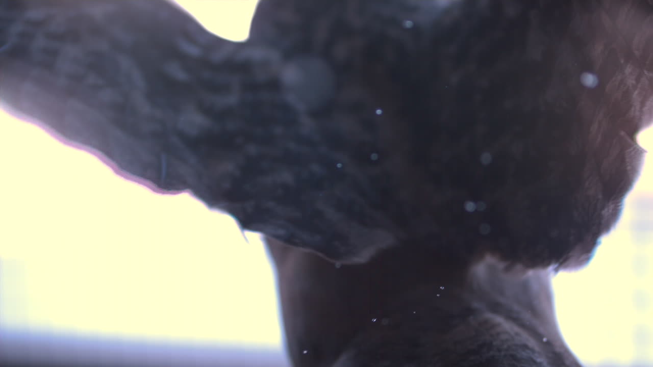 филин в полете в замедленном режиме