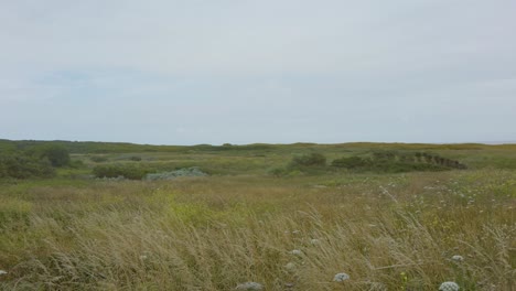 Grüne-Landschaft-Mit-Hohem-Gras-Und-Büschen