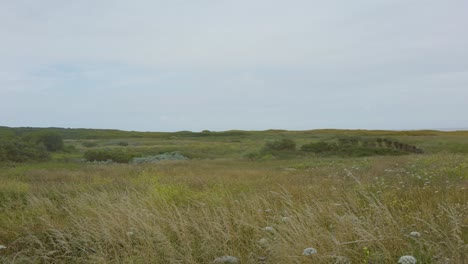 paisaje verde con hierba larga y arbustos