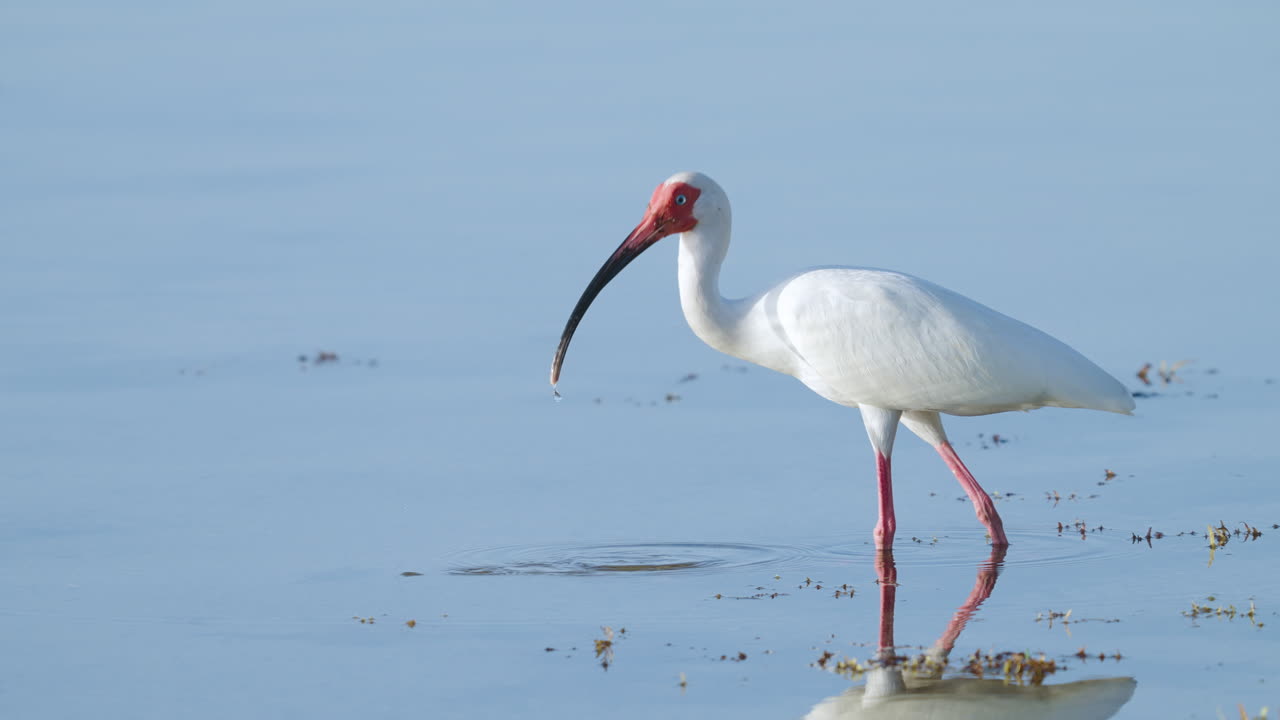 White Ibis Dipping Bill in Water by Seaweed