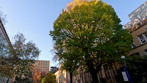 fallen leaves on a quiet university road