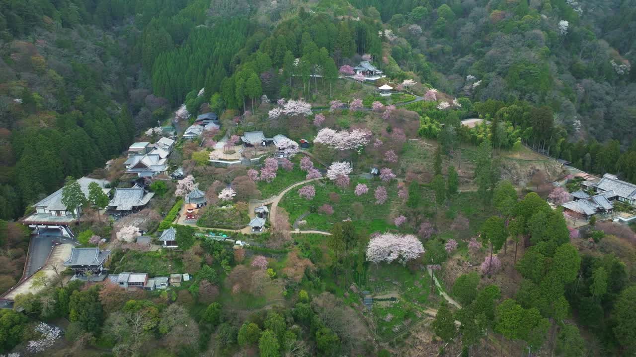 Aerial drone fly Japanese temple along Kyoto Mountains with cherry blossom Sakura flowers, Yoshimine-dera