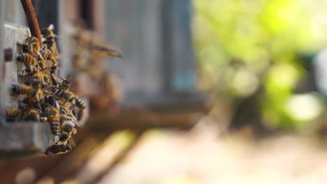 Cierre-De-Abejas-Que-Producen-Miel-Natural-Orgánica-Fresca-Y-Saludable,-Fondo-Borroso-De-Entrar-En-El-Panal-Antes-De-La-Cosecha