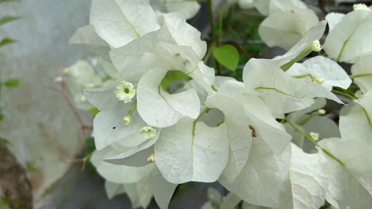 Lähikuva herkistä valkoisista bougainvillea-kukista kukkivina puutarhassa