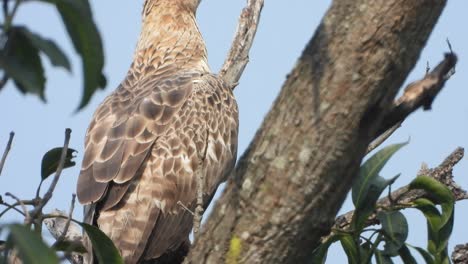 eagle relaxing on tree - finding food