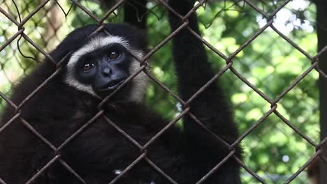 Langurs-Negros-También-Conocidos-Como-Langures-Hanuman.