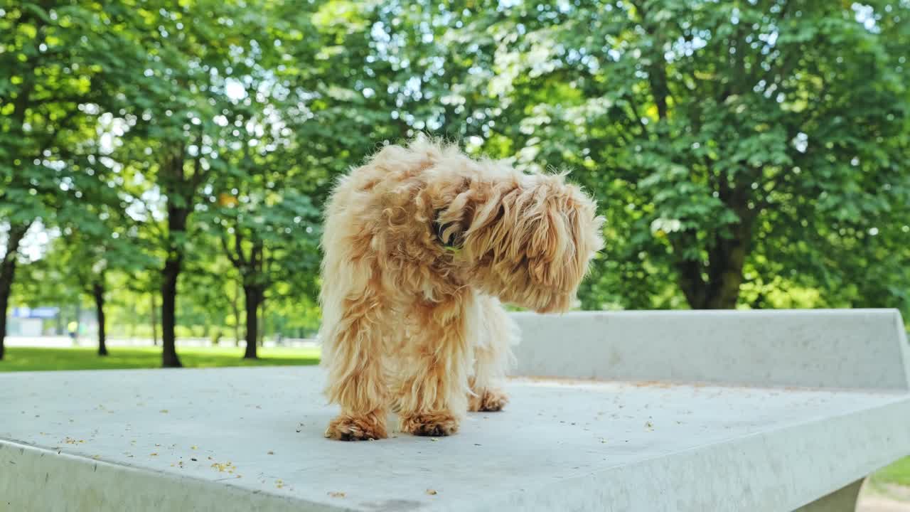 Small Maltipoo dog quietly stands on light marble block in sunny green park