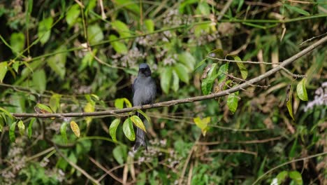 visto posado en la rama inflando sus plumas y luego sacudiendo su cuerpo para seguir buscando alguna presa, ceniciento drongo dicrurus leucophaeus, parque nacional khao yai, tailandia