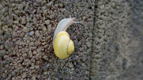 yellow snail slowly crawl against roughcast wall close