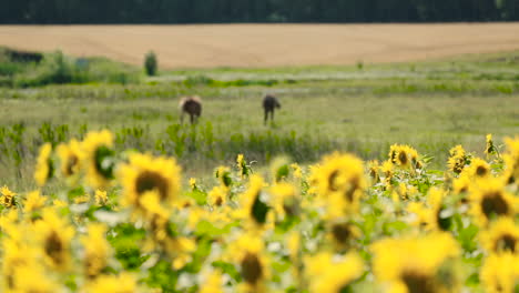 Sunflowers And Horses On Meadow. Sunflowers field and two brown horses on the meadow