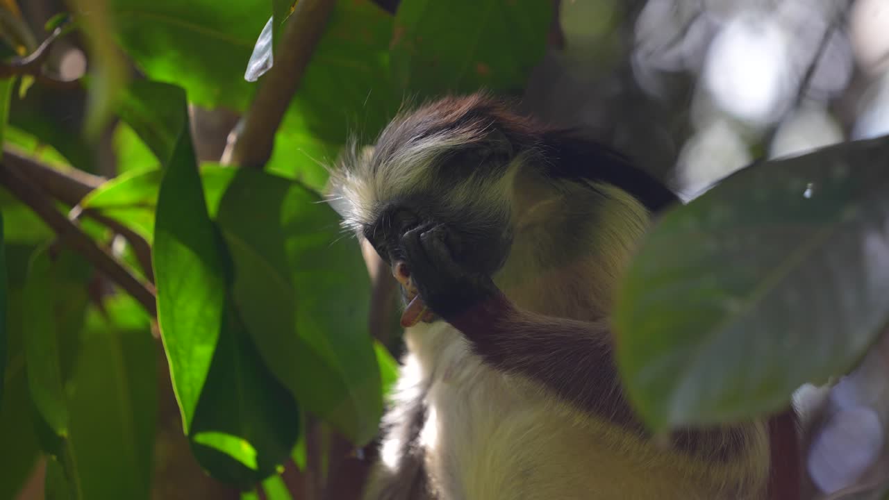mono colobo rojo detrás de la hoja en las copas de los árboles del bosque jozani de la isla de zanzíbar tanzania, plano frontal medio