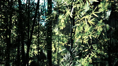 bosque verde de bambú en la niebla profunda
