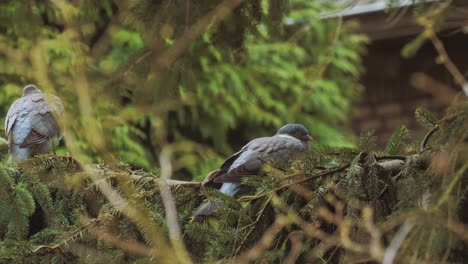 two common pigeons perched on pine tree branch in windy forest, bird watching