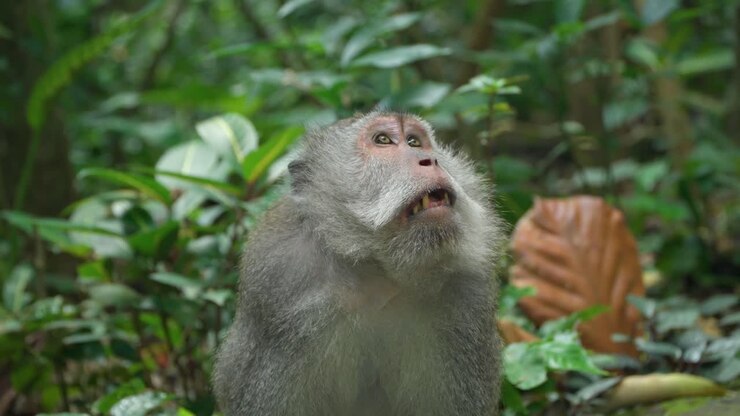 Long-tailed Macaque in the Jungle