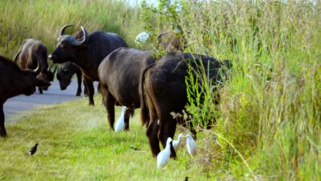 white egrets among the buffalo that want to graze