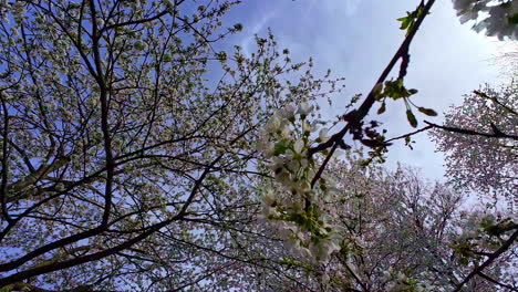 bees flying on sakura blooming flowers in springtime