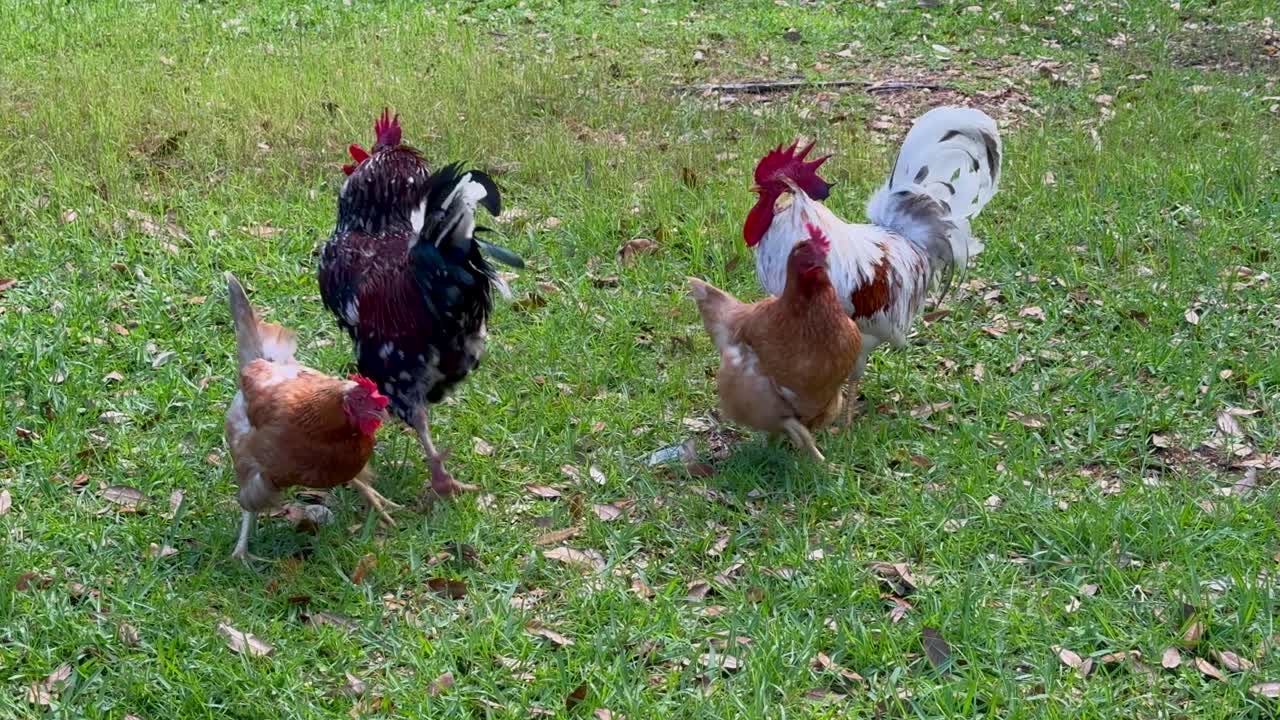 Chickens gathered in a farmyard