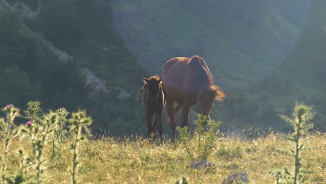 wild horses in a mountain pasture
