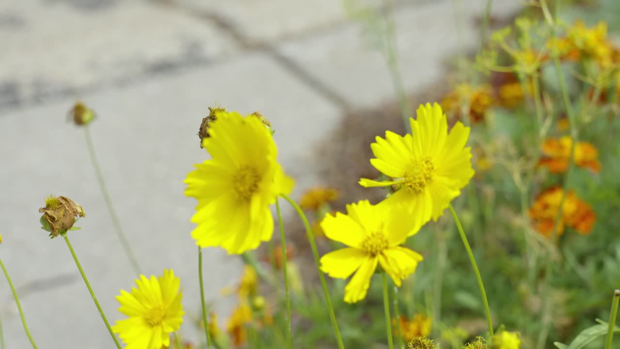 Slow motion look at wind lightly ruffling tickseed flowers