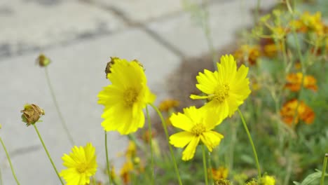 slow motion look at wind lightly ruffling tickseed flowers