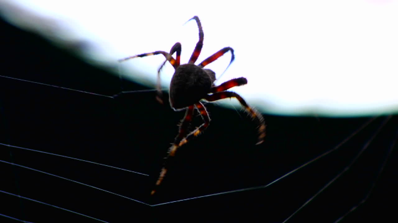 웹을 구축하는 거미의 클로즈업