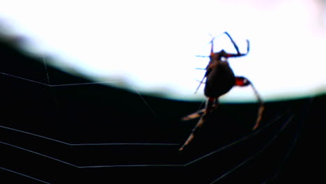 Close-up-of-a-spider-building-a-web