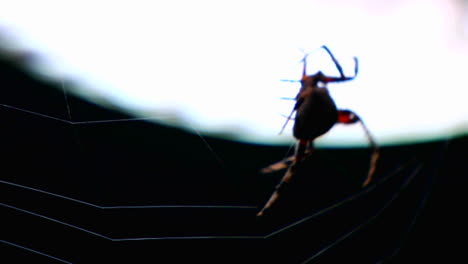cerca de una araña construyendo una telaraña