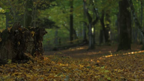 Forest-trail-in-sunny-autumn-day,-mid-shot