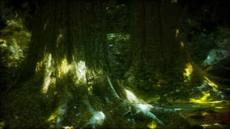 forest landscape with old massive trees and mossy stones