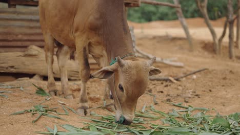 brown cow eating grass