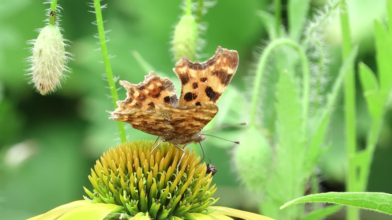Brown butterfly feeding on the anthers of a coneflower