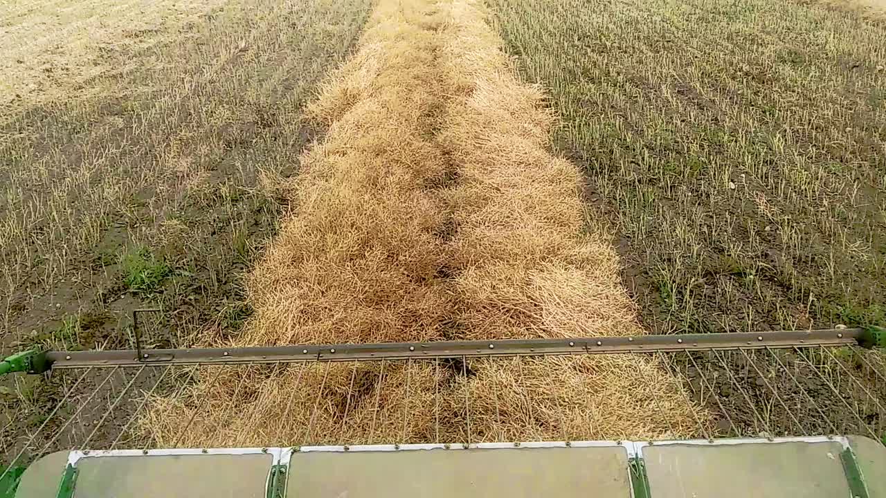 Cab view of a combine picking up a large canola swath to thresh