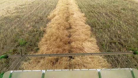 cab view of a combine picking up a large canola swath to thresh