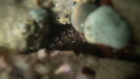 underwater shot of an octopus hiding in-between rocks