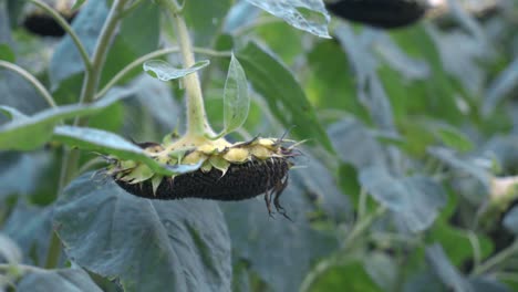 agricultural field of dry ripe sunflower ready for harvest at sunny autumn day close up,focusing on the texture of the drying seeds