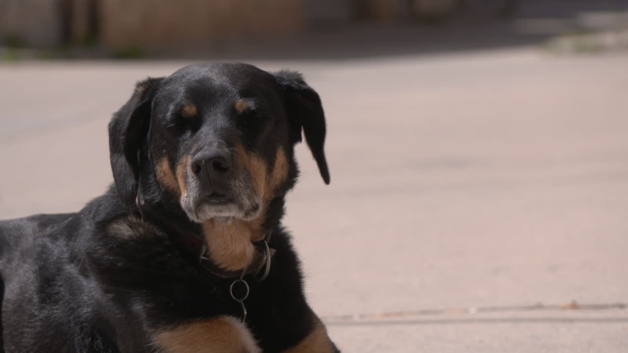 Black and Brown Dog on the Street