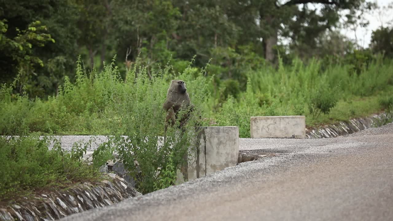 Baboon sat on block looking around in Mole National Park, Ghana. West Africa. Then he walks away.