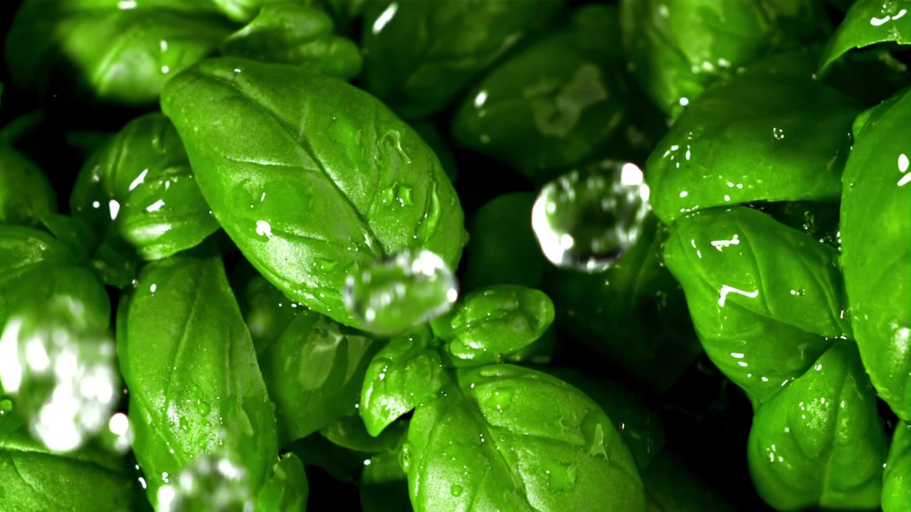 Foglie di basilico verde fresco con goccioline d'acqua al rallentatore