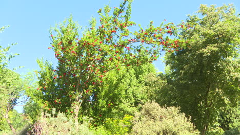 red berries on a tree in a garden